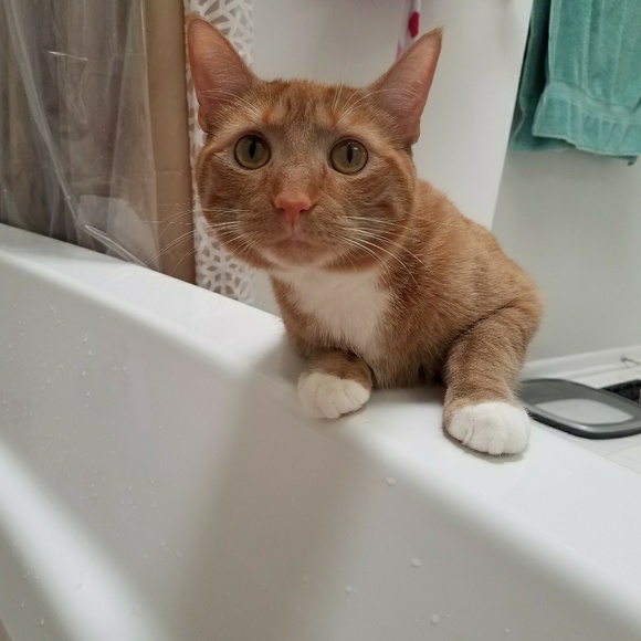 Meet your Posher, Amber - Picture 5 of 6